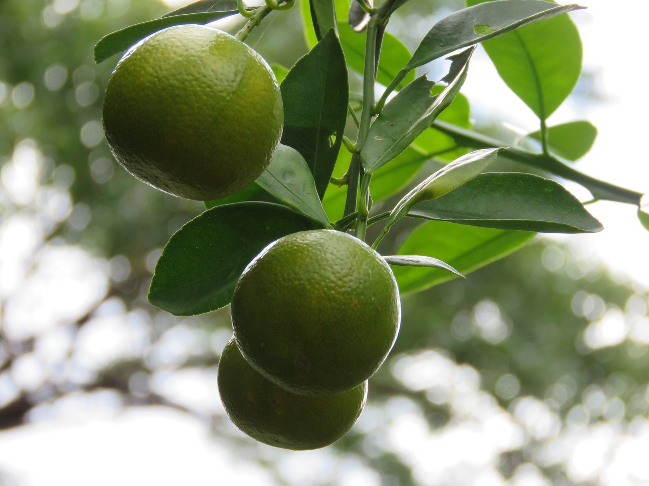 10 Creative Ways to Use Fresh Lemons in Cooking